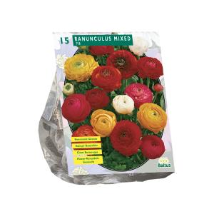 Baltus Ranunculus Mix Ranonkel bloembollen per 15 stuks